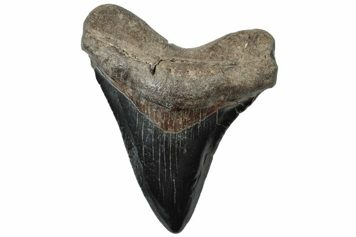 Serrated, Juvenile Megalodon Tooth - South Carolina #310482